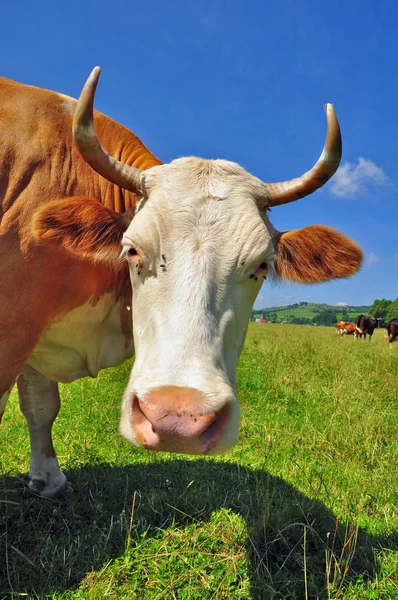 Stock image Cow on a summer pasture