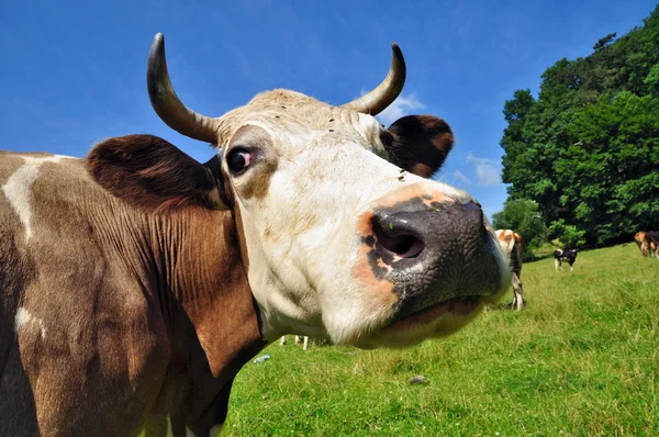 stock image Head of a cow