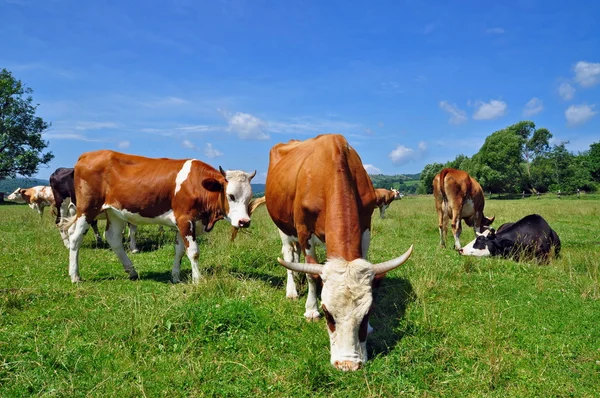 stock image Cows on a summer pasture