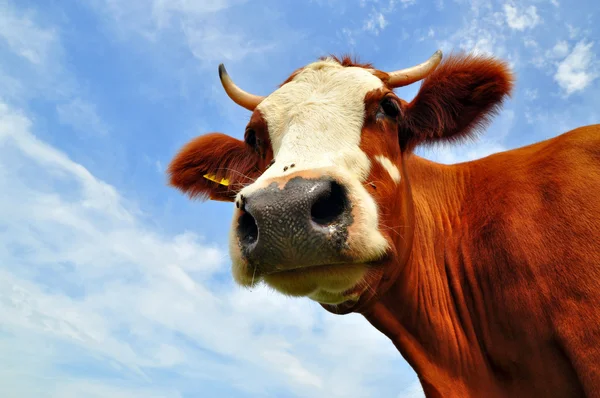 Cabeça de uma vaca — Fotografia de Stock