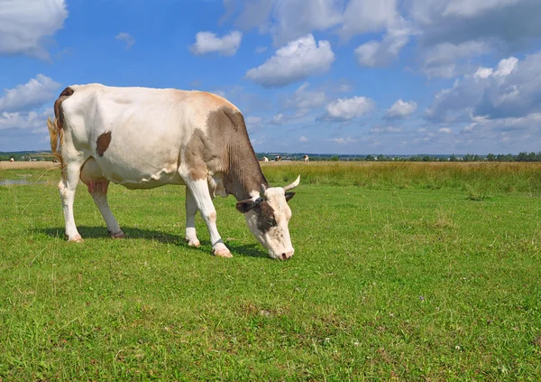 stock image Cow on a summer pasture