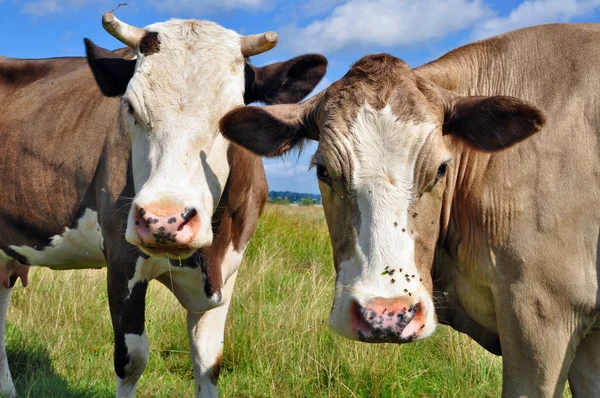 stock image Cows on a summer pasture