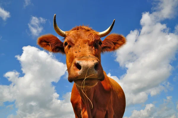 Hlava krávy. — Stock fotografie
