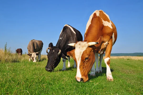 Cows on a summer pasture Stock Photo