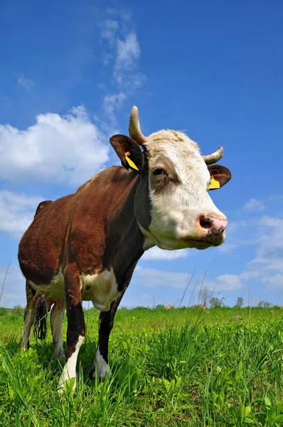 在夏天的牧场上放牛. — 图库照片