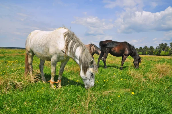 Paarden op een zomerweide — Stockfoto