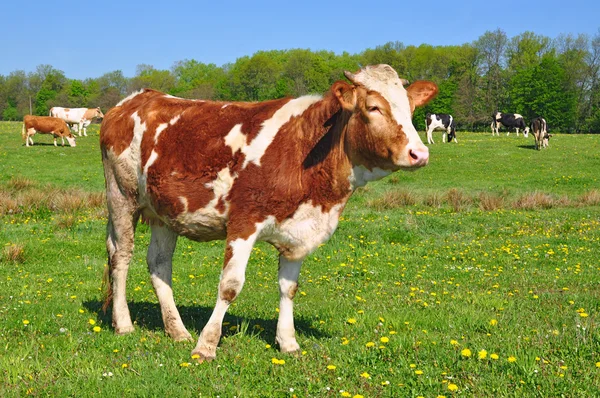 Kalven på en fäbod — Stockfoto