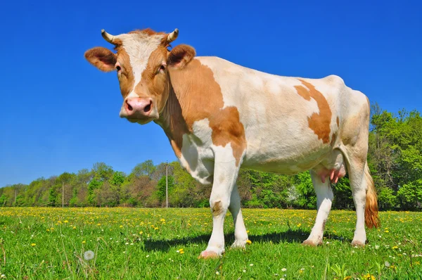 Корова на летнем пастбище. — стоковое фото