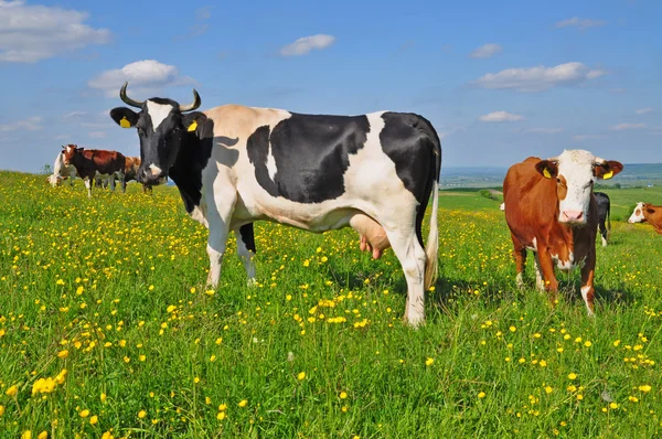 Корови на літньому пасовищі . — стокове фото