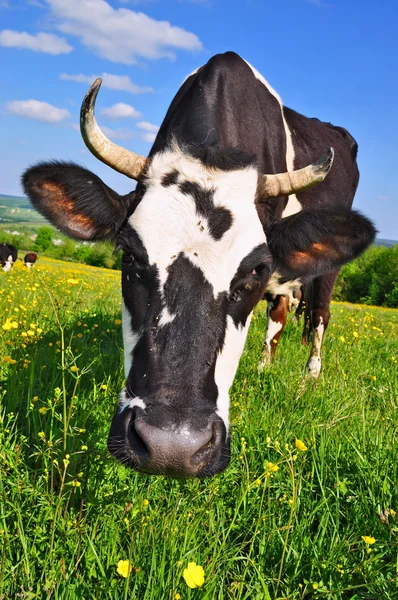 Kuh auf einer Sommerweide. — Stockfoto