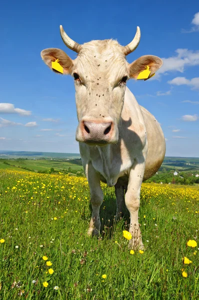 Vaca en un pasto de verano. — Foto de Stock