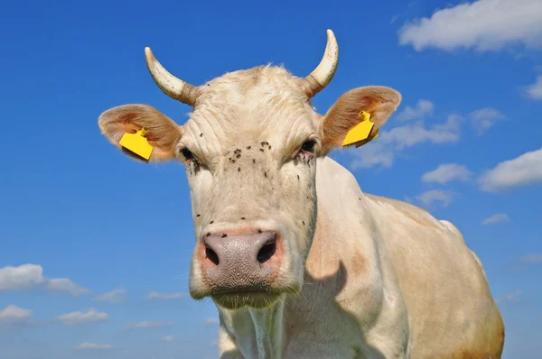 Cabeça de uma vaca. — Fotografia de Stock