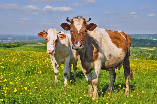 Las vacas en un pasto de verano. — Foto de Stock