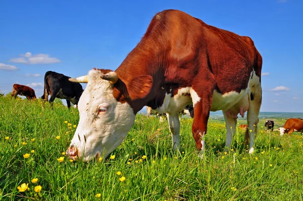 Коровы на летнем пастбище. — стоковое фото