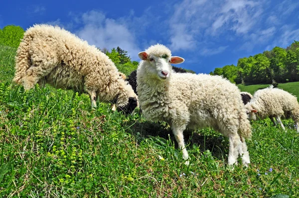 Schafe in einer ländlichen Landschaft. — Stockfoto
