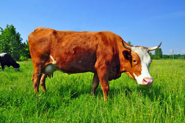 Vache dans un pâturage d'été. — Photo