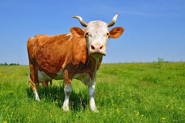 여름 목초지에 있는 소. — 스톡 사진