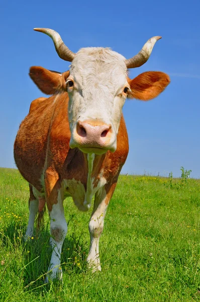 Vaca em um pasto de verão. — Fotografia de Stock