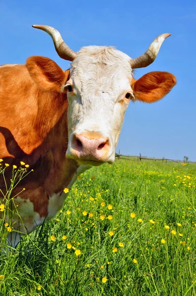 Kuh auf einer Sommerweide. — Stockfoto