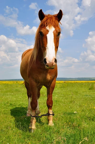 Yaz otlağında bir at — Stok fotoğraf