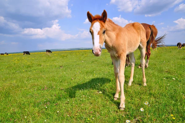 Rodit na letní pastviny — Stock fotografie