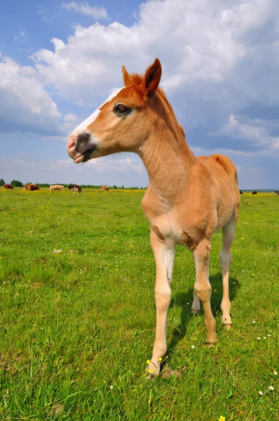 Foal na letnie pastwiska — Zdjęcie stockowe