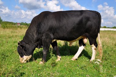 Bull on a summer pasture clipart