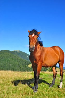 Horse on a summer pasture clipart