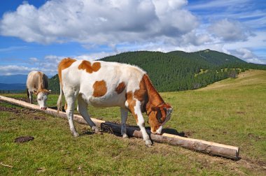 calfs bir yaz Dağı mera üzerinde