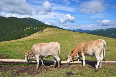 calfs bir yaz Dağı mera üzerinde