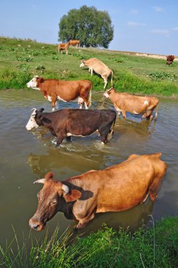 Cows on a watering place clipart