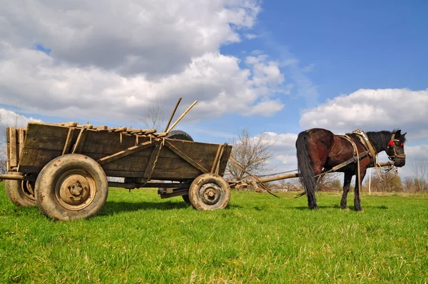 Horse with a cart — Stock Photo, Image