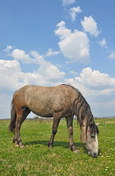 Kůň na letní pastvině — Stock fotografie
