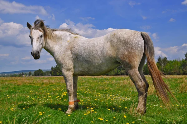 Häst på sommarbetesmark — Stockfoto