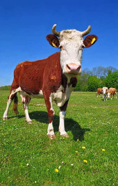 Vaca em um pasto de verão — Fotografia de Stock