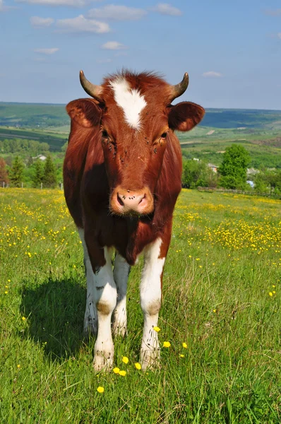 Il vitello su un pascolo estivo . — Foto Stock