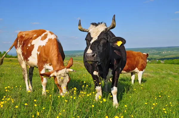 stock image Cows on a summer pasture