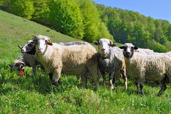 Rammen op een zomer weiland — Stockfoto