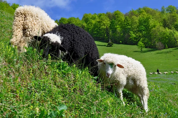 Koyun kırsal manzara. — Stok fotoğraf