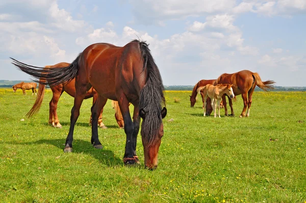 Hästar på en sommarbetesmark — Stockfoto