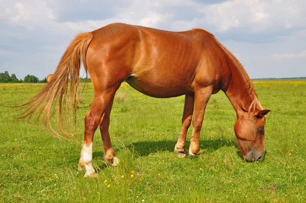 Paard op een zomerweide — Stockfoto