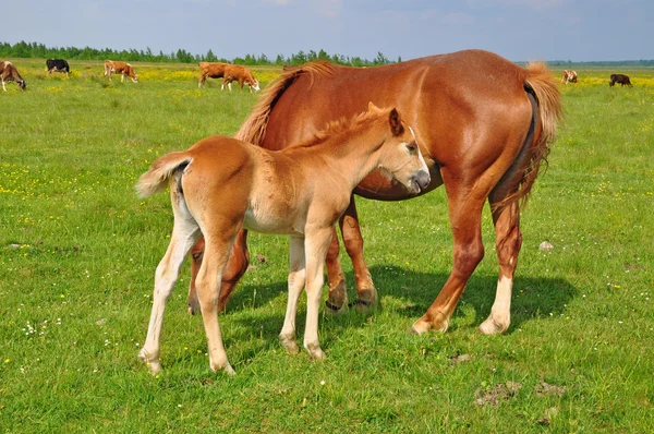 Foal with a mare on a summer pasture. — Stock Photo, Image