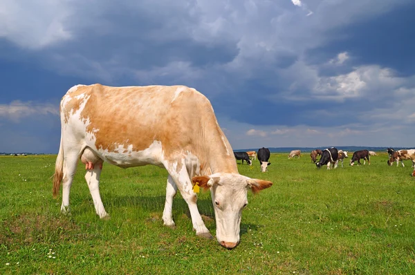 stock image Cows on a summer pasture