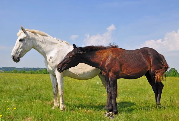 夏の牧草地で馬が — ストック写真