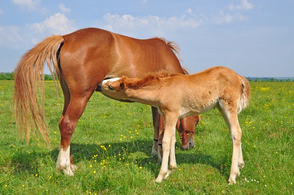 在夏天的牧场上带着母马的小牛犊. — 图库照片