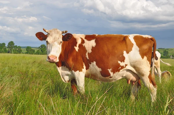 stock image Cow on a summer pasture