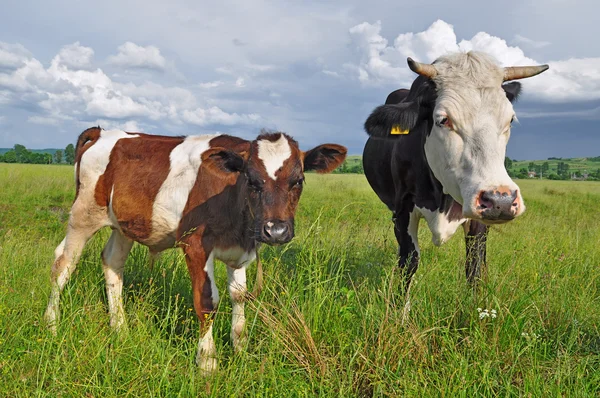 stock image The calf near mother on a summer pasture.