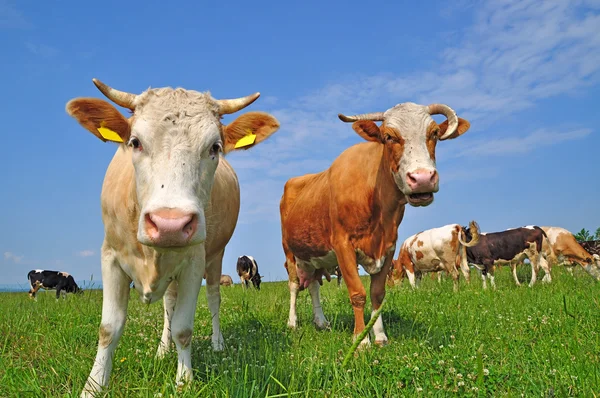 Vacas em um pasto de verão — Fotografia de Stock