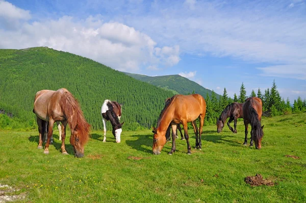 Cavalos em um pasto de verão. — Fotografia de Stock