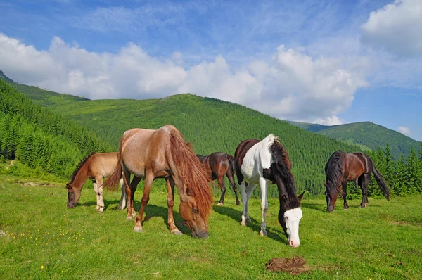 夏の牧草地で馬が. — ストック写真